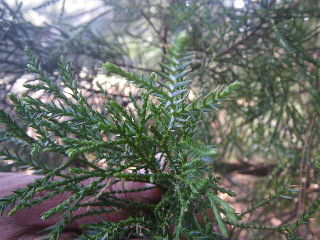 e0069647_10463514.jpg