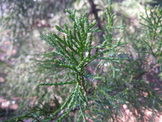 e0069647_10465133.jpg