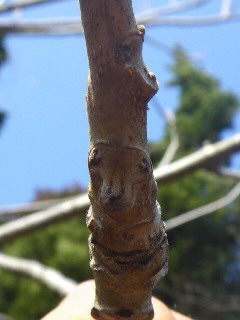 e0069647_1113278.jpg