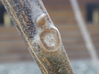 e0069647_1114157.jpg