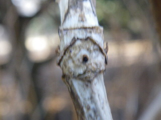 e0069647_1115364.jpg