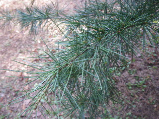 e0069647_1122527.jpg