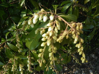 e0069647_1132060.jpg