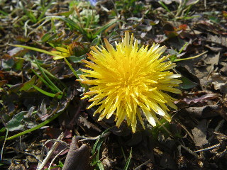 e0069647_1132964.jpg