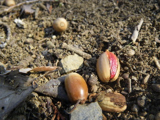 e0069647_113391.jpg