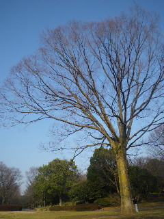 e0069647_1134697.jpg