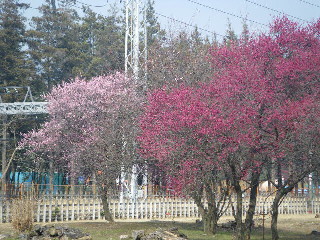 e0069647_19233779.jpg