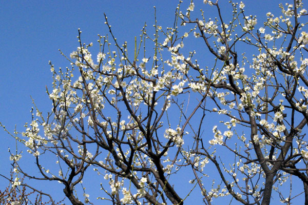 f0007956_7495877.jpg