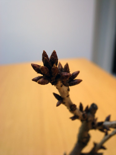 c0048265_11144416.jpg