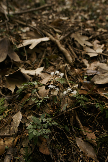 e0054067_0284321.jpg