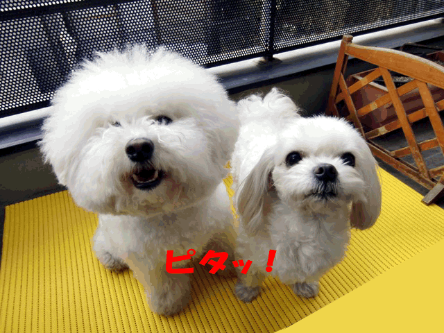 b0060071_1435590.gif