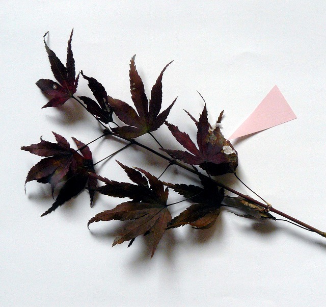 d0019074_9312891.jpg
