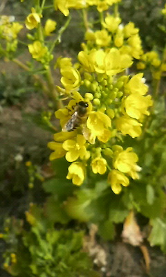 a0156526_1046546.jpg
