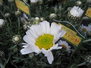 a0132041_8445138.jpg
