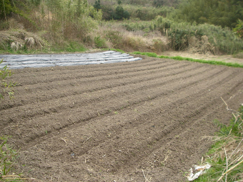 e0181260_5584395.jpg