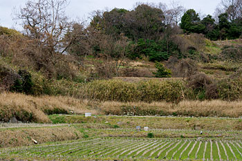 d0001300_2142597.jpg