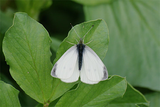d0001300_21435238.jpg
