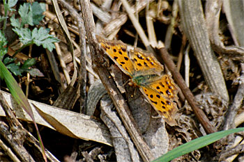 d0001300_2384918.jpg