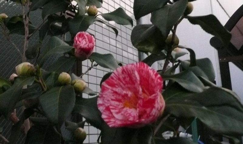 e0033229_145220100.jpg