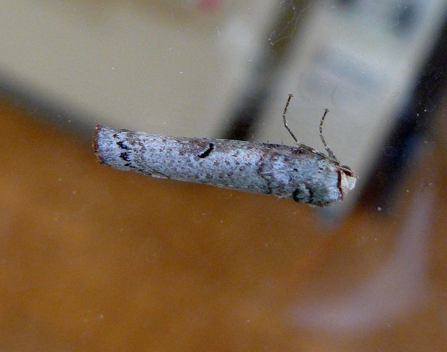 d0019074_19344778.jpg