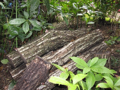 f0003283_1102145.jpg