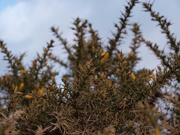 b0110999_4454937.jpg