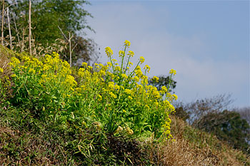 d0001300_21231718.jpg