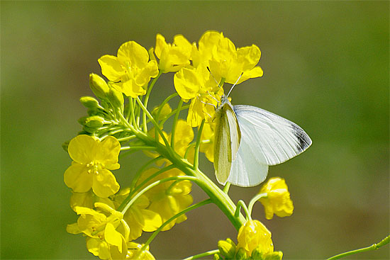 d0001300_2125531.jpg