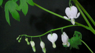 f0176526_913588.jpg