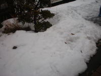 c0153444_817524.jpg