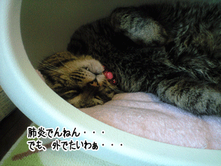 f0116546_1718431.gif