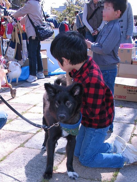 広島 犬 迷子 保護