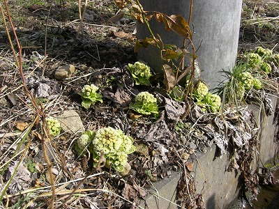 c0117007_20503549.jpg