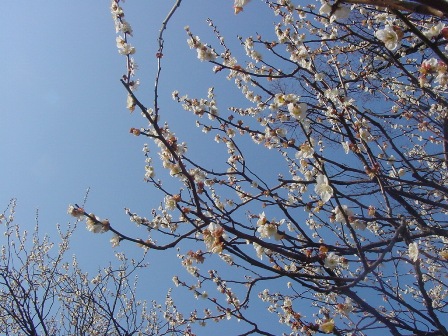 b0026408_1572166.jpg