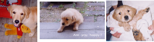 c0017311_7164364.gif