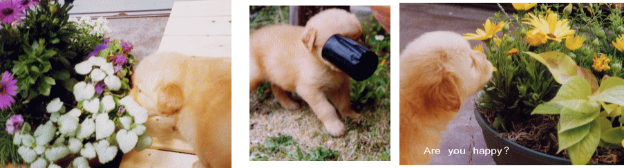 c0017311_7213240.gif