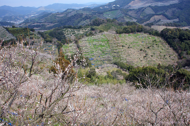 e0083238_2226319.jpg