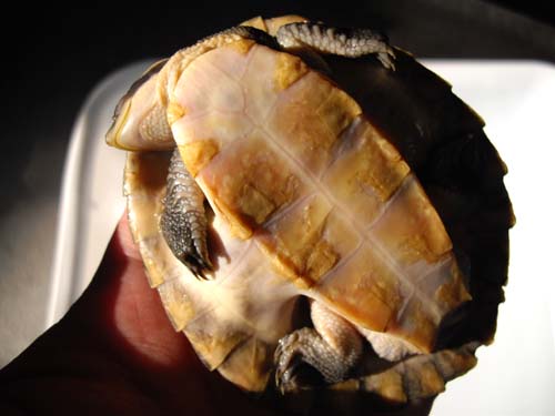 e0119439_2329135.jpg
