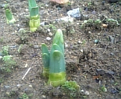 e0150849_17502271.jpg