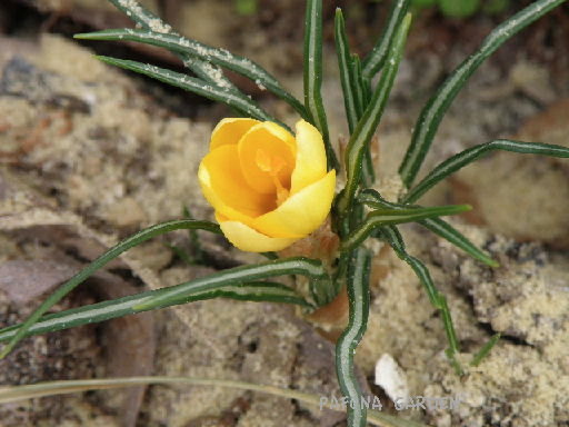 e0184558_833882.jpg