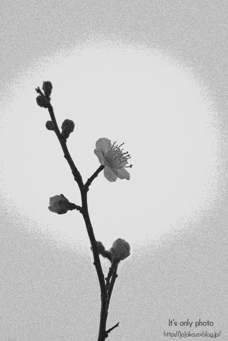e0008800_14165741.jpg