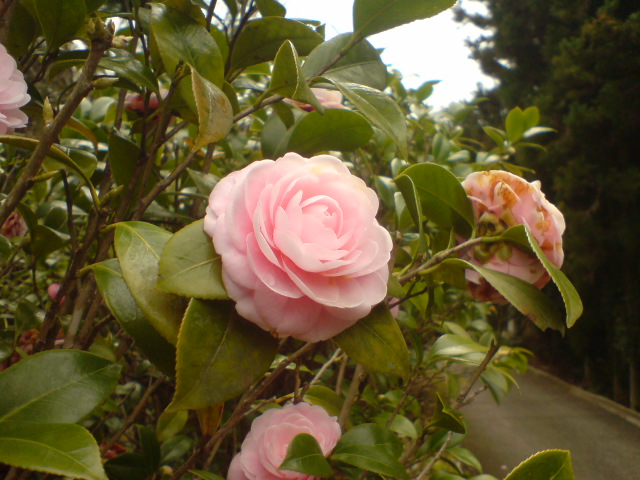 c0038334_22135127.jpg