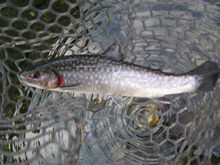 f0065341_13162885.jpg