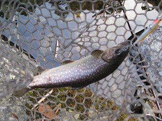 f0065341_13415718.jpg