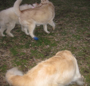 e0121548_21503812.jpg