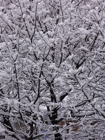 c0003752_1734570.jpg