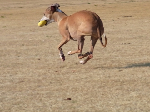 f0158862_20181176.jpg