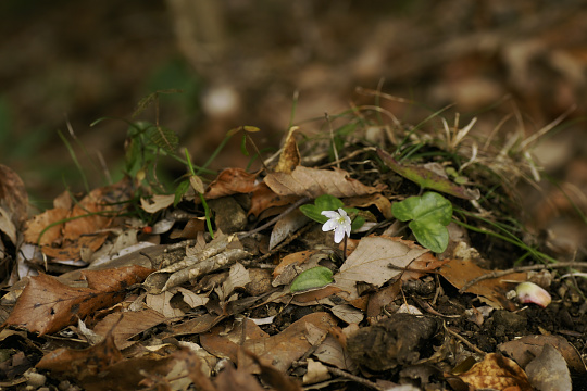 e0054067_0311916.jpg