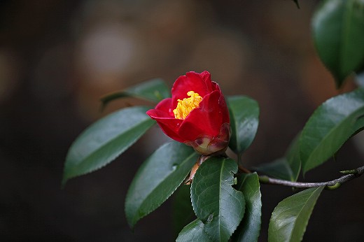 e0190885_19333490.jpg
