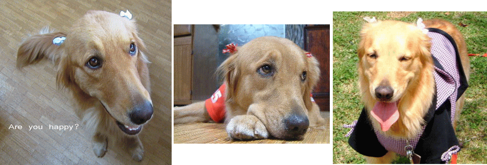 c0017311_1028521.gif